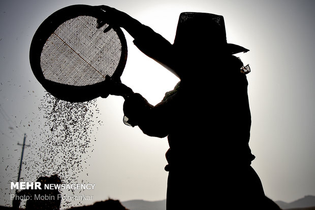 Great wheat harvest in Kurdistan