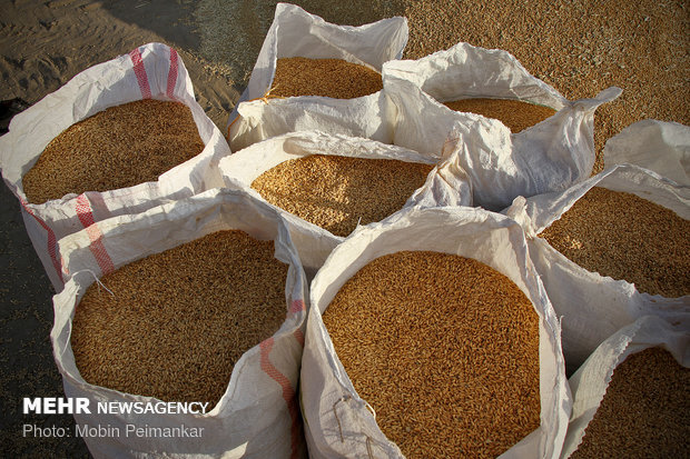 Great wheat harvest in Kurdistan