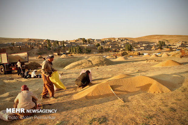 Great wheat harvest in Kurdistan