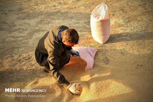 Great wheat harvest in Kurdistan