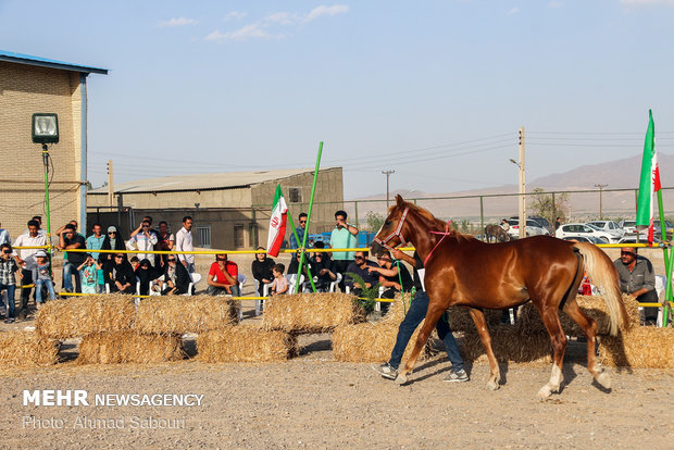 Shahroud hosts 3rd Horse Beauty Festival 