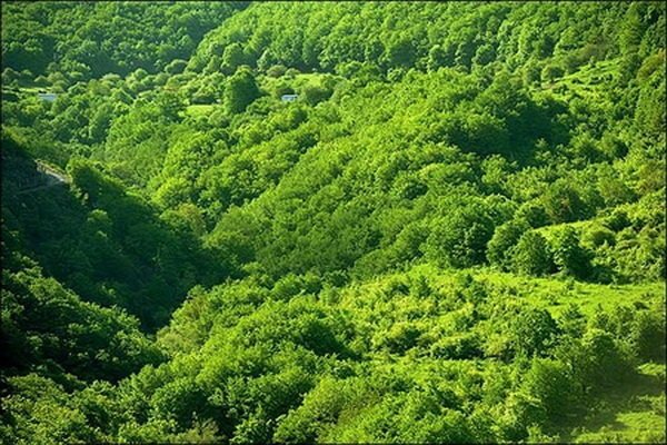 ایجاد ۴۵ هزار هکتار جنگل دست‌کاشت در هرمزگان