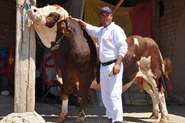 2 tonluk 'Babayiğit'in fiyatını duyan inanamıyor!