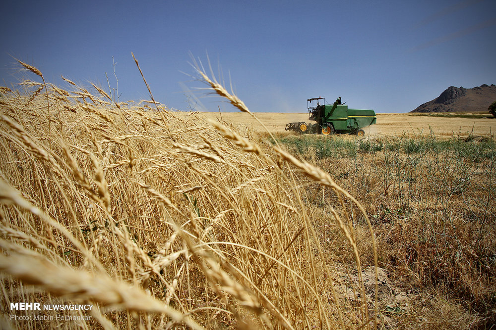 آغاز برداشت گندم در منطقه مغان/حمل گندم بدون مجوز قاچاق است