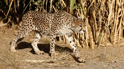 Iranian researchers to study artificial insemination on Asiatic cheetahs