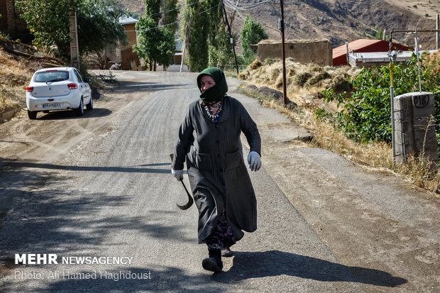 Women breadwinners in Khalkhal at a glance 