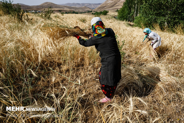 زنان سرپرست خانواده خلخال