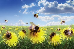 آفت کش های جدید زنبورهای عسل را عقیم می کنند