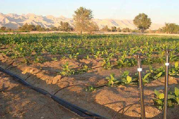 تلفیق روش سنتی و مدرن در آبیاری/ مهار خشک‌سالی و نجات کشاورزی
