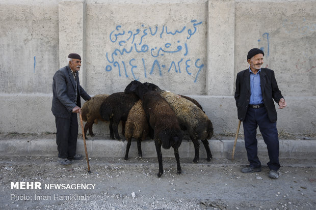 بازار فروش دام در آستانه ی عید قربان