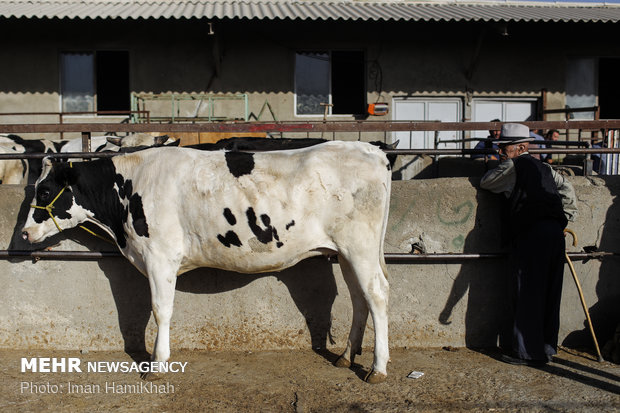 ہمدان میں قربانی کے جانوروں کے بازار میں رونق
