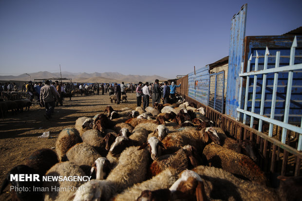 Livestock market ahead of Eid Al Adha in Hamadan