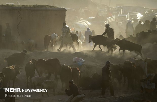 آماده شدن مسلمانان برای عید قربان‎
