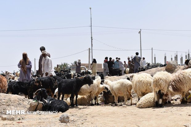 بازار داغ فروش دام  در مهرستان 