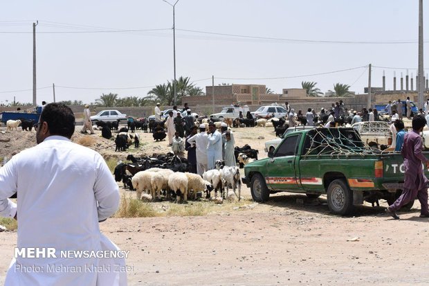 بازار داغ فروش دام  در مهرستان 