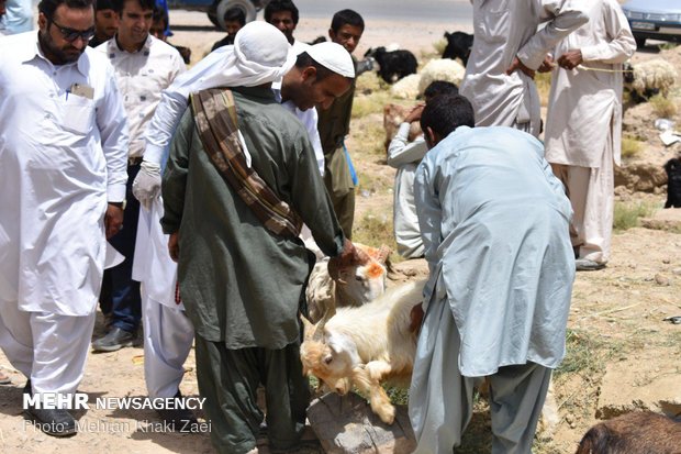 بازار داغ فروش دام  در مهرستان 