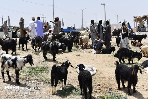 بازار داغ فروش دام  در مهرستان 