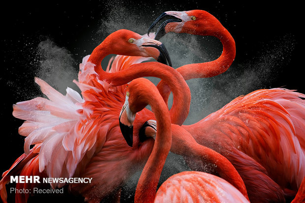 تصاویر برگزیده مسابقه سالانه عکاسی پرندگان 2018