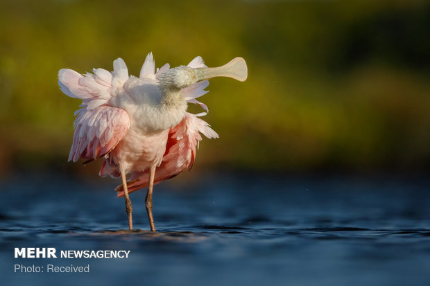 تصاویر برگزیده مسابقه سالانه عکاسی پرندگان 2018