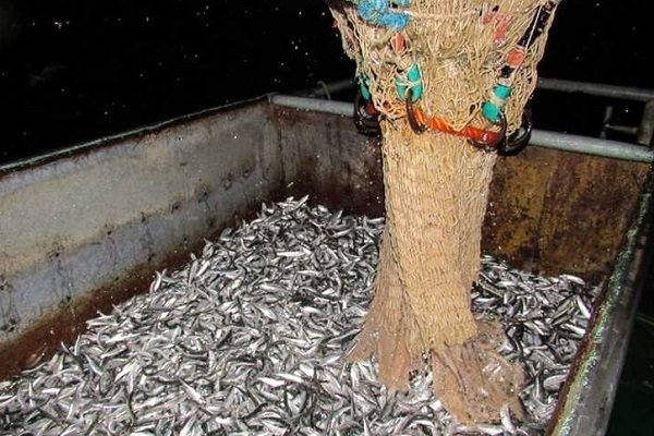 ۲۶۰۰ تن ماهی کیلکا در مازندران صید شده است
