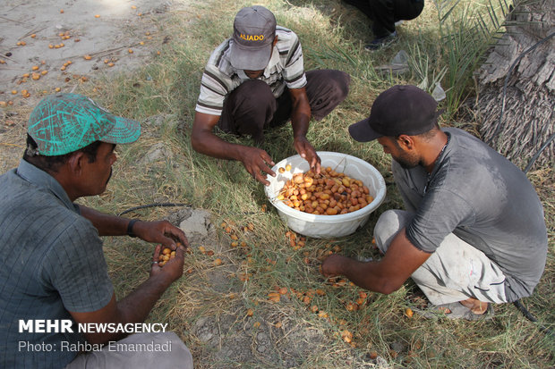 ‘Mogh and Moshta’ festival in Hormozgan province