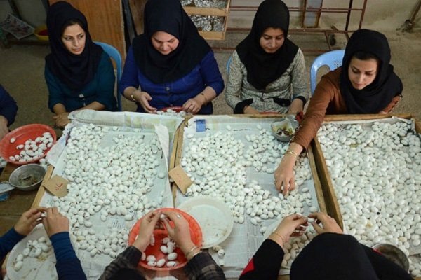 رونق نوغانداری از حرف تا عمل