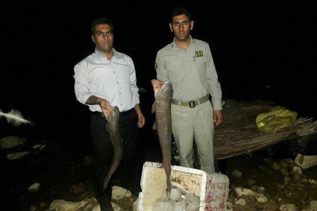 صیادان غیر مجاز ماهی در شهرستان پلدختر دستگیر شدند