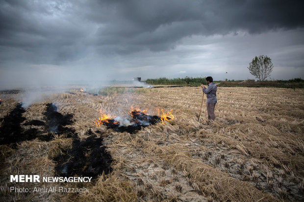 لزوم برخورد قاطع قضایی با آتش زنندگان کاه و کلش مزارع در دزفول