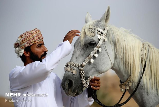 نمایش اسب ها در عمان‎