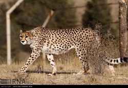 ‘We have trespassed cheetah’s habitat, so we have to ensure their safety’