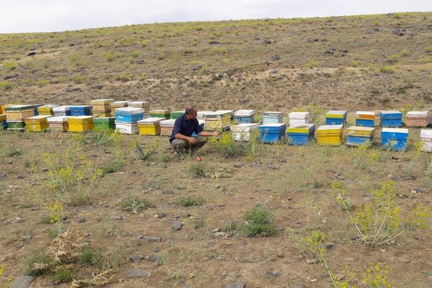 ۴۶ تن عسل در زنبورستان های شهرستان آبیک تولید شد