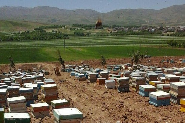 ۹۵۰۰ کلنی زنبور عسل در شهرستان بهار موجود است