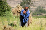 واردات محصولات کشاورزی, وزارت جهادکشاورزی