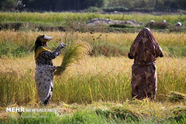 Rice harvest in Golestan