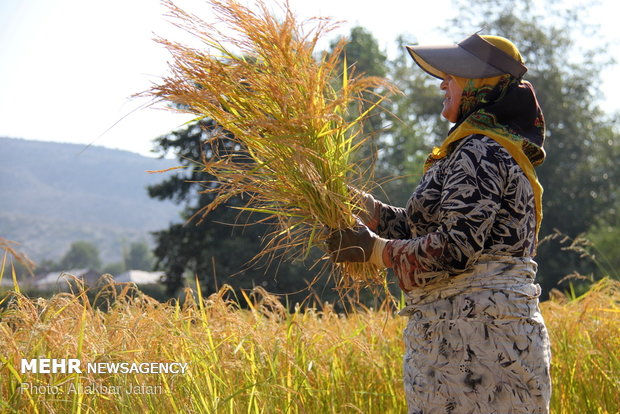 Rice harvest in Golestan