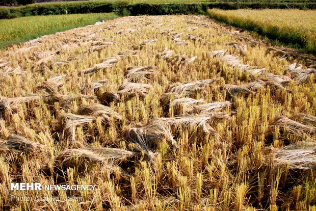 Rice harvest in Golestan