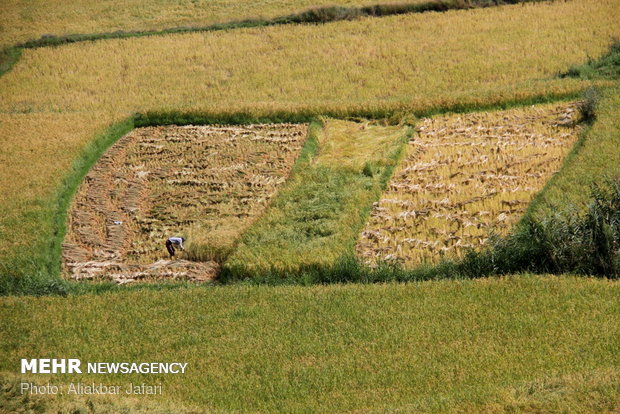 Rice harvest in Golestan