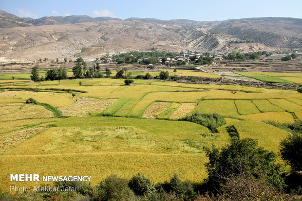 Rice harvest in Golestan