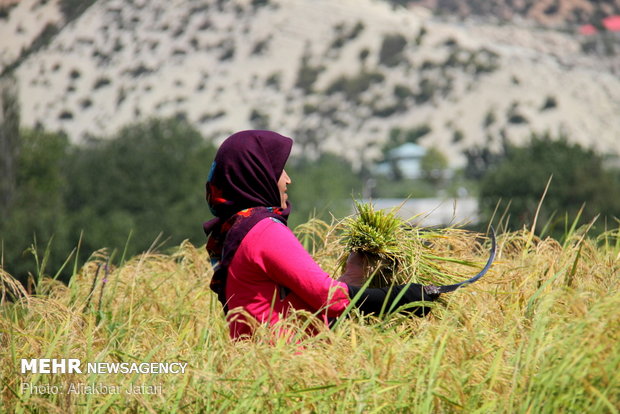 Rice harvest in Golestan