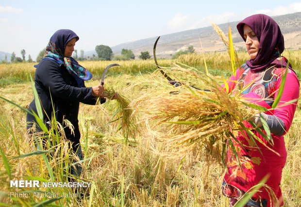 Rice harvest in Golestan