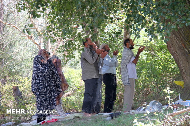 Rice harvest in Golestan