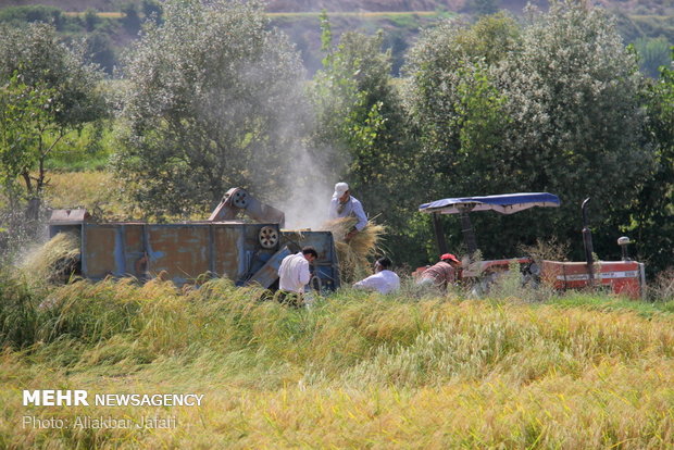 Rice harvest in Golestan