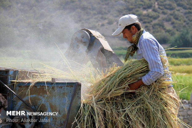 Rice harvest in Golestan