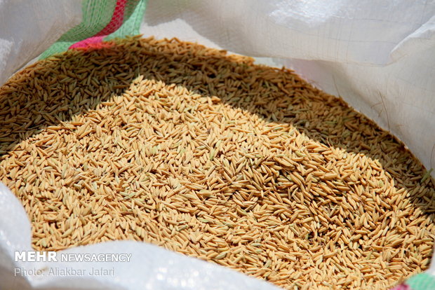 Rice harvest in Golestan