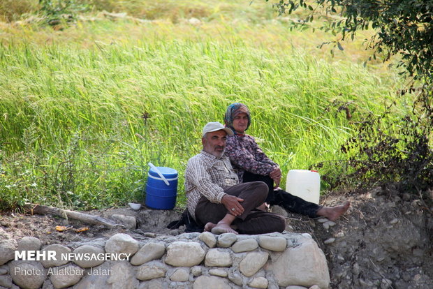 Rice harvest in Golestan