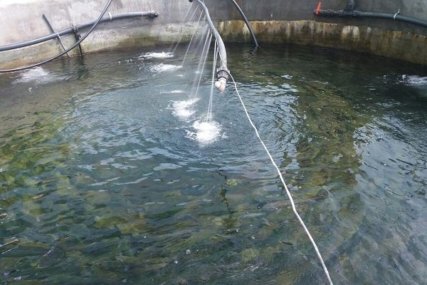 آغاز ماهی دار کردن منابع آبی شهرستان مهرستان
