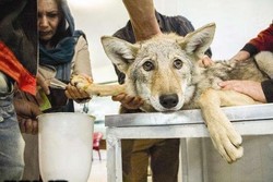 New wildlife rehabilitation center launched in Iran