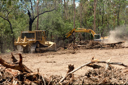 Great concerns as bulldozers tearing down forest for building roads