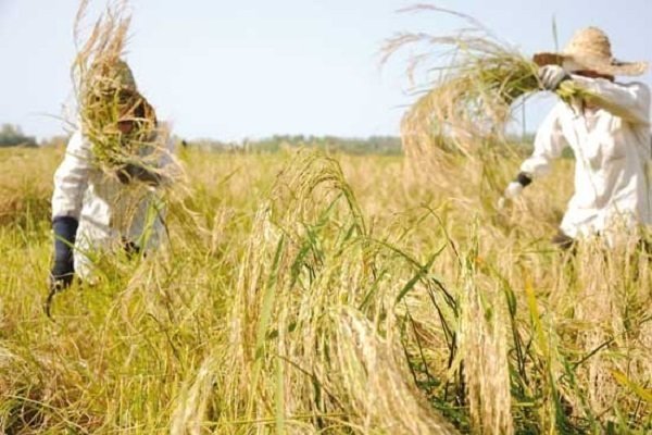 همکاری های مشترک دانشگاهی برای اصلاح و معرفی ارقام جدید برنج