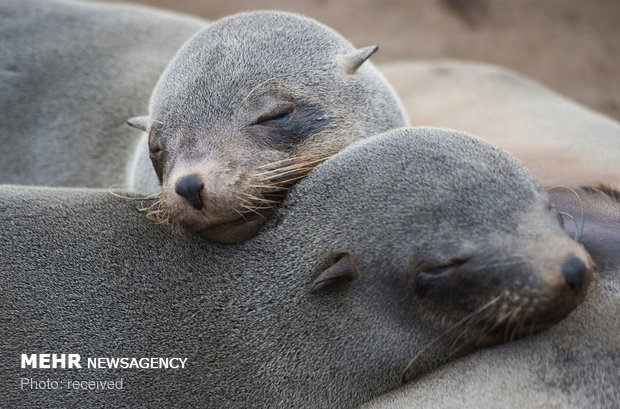 سواحل نامیبیا‎